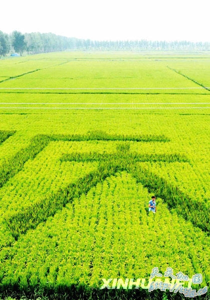 两位农场职工在“长”出国庆祝福的稻田里除草(8月19日摄)。