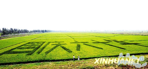 两位农场职工从“长”出国庆祝福的稻田旁走过(8月19日摄)。
