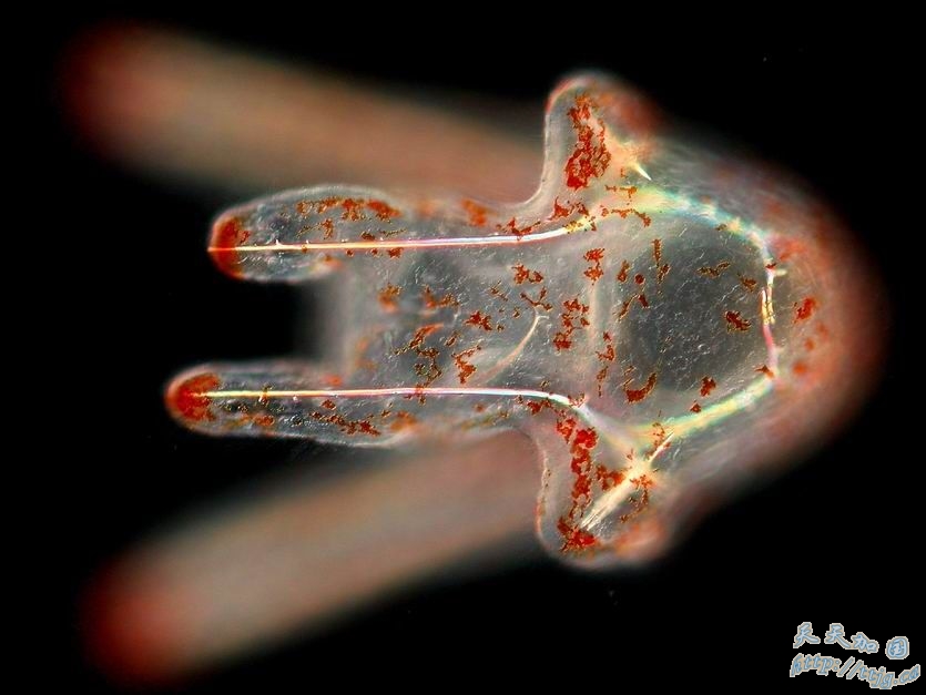 点击图片查看下一页