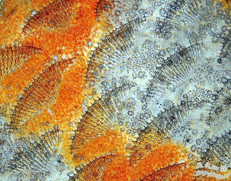 点击图片查看下一页