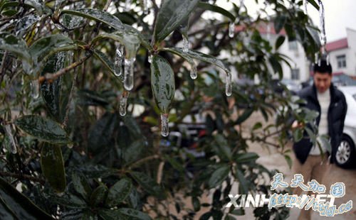 1月5日,湖南岳阳地区一些植物枝叶上出现冰冻现象。