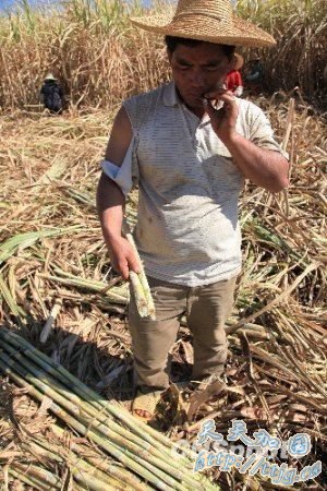 云南遭50年一遇特大旱灾385万人饮水困难