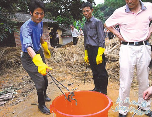 广州突现毒蛇阵:专家称非地震先兆