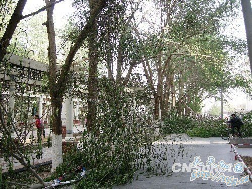 吐鲁番遭强风暴袭击 景观灯被连根刮断
