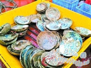 南澳1号文物或证中欧贸易明代之前即已发达