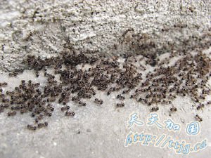 蚂蚁搬家连续两天两夜 绵延60多米