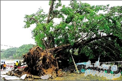 广州9亿城改被批效果不明显(组图)