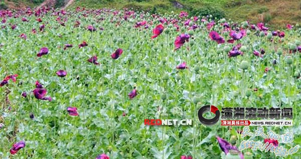 羪ڻ3600 ֲ˳Ʋ֪ΪΥ(ͼ)