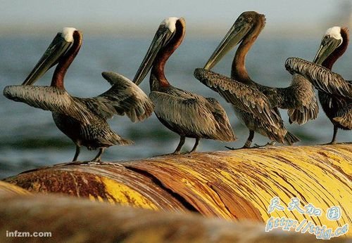 美国路易斯安那,墨西哥湾原油持续泄漏,殃及当地鸟类褐鹈鹕。