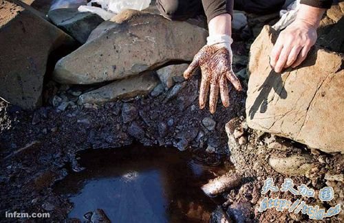 “埃克森·瓦尔迪兹”号油轮泄漏十年后,阿拉斯加湾的污染依然严重。 (CFP/图)