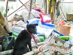 九岁女童被亲生父母打死 曾长期遭虐待(图)
