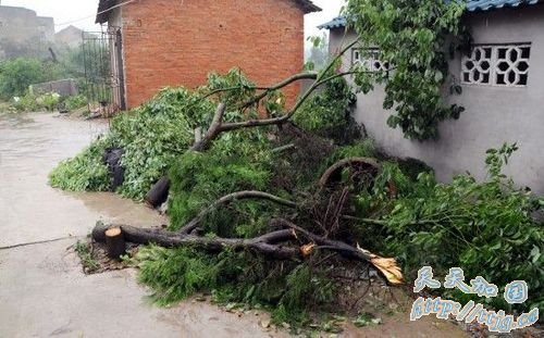 武汉遭龙卷风袭击农作物损失严重(组图)