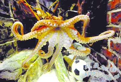 &ldquo;�����&rdquo;�����й�ˮ��������������ӭ��