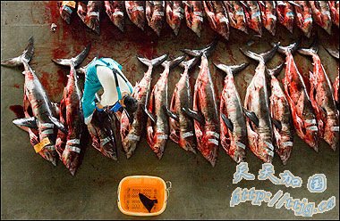 “Ṥ”״ع ǧֻ(ͼ)