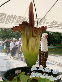 ͼΪ——ʬձСʯֲ԰ţ1.5