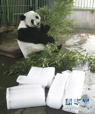 大熊猫泉泉死因:吸入有毒烟雾致呼吸衰竭(组图)