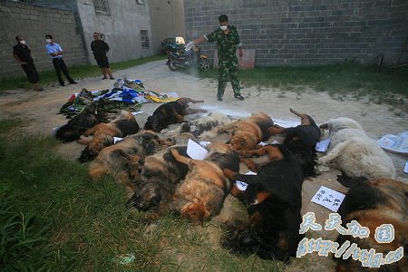 广西29只警犬服驱虫药后集体死亡(组图)