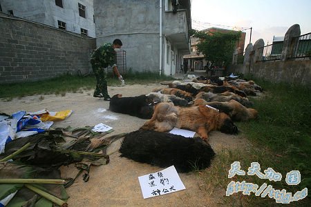 广西29只警犬服驱虫药后集体死亡(组图)