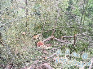 福建邵武警方侦破特大红豆杉系列盗伐案(图)