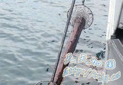 韩军误将浮木认成朝鲜潜艇 发射30余枚深弹