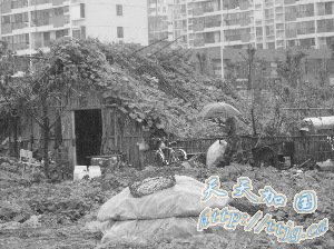 拆迁户住无水无电窝棚两年多将卖蛋所得捐灾区