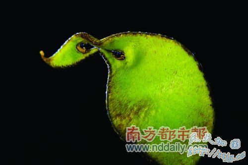 天津部分地区污水灌溉致农作物重金属污染