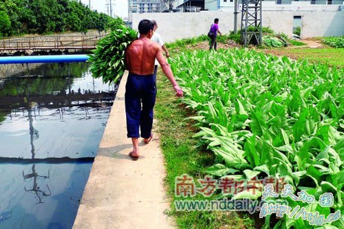 天津部分地区污水灌溉致农作物重金属污染