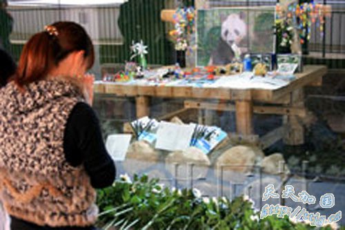 日本动物园举行献花仪式告别大熊猫兴兴(图)