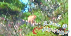 专家上山寻虎未发现“挂爪”或其他痕迹 官方已介入