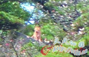 专家上山寻虎未发现“挂爪”或其他痕迹 官方已介入