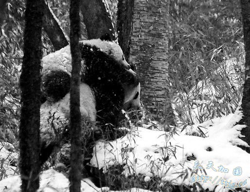 �����״����㵽Ұ������è&ldquo;ĸ����&rdquo;ѩ���У�ͼ��