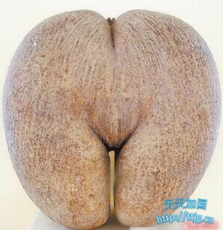 塞舌尔特产的椰子(资料图)